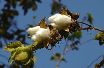 В Туркестанской области построят завод по переработке хлопка в сотрудничестве с узбекским инвестором