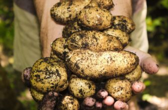 В Казахстане обвалились цены на картофель