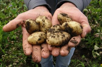 Урожай картофеля в Польше сократился на 13%