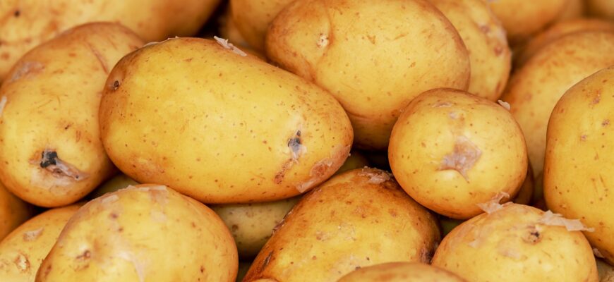 Казахстан закупает 95% семян картофеля за границей