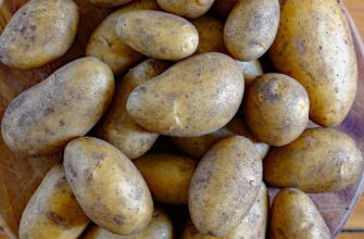В СКО предприниматель заработал свыше 50 миллионов, продавая картофель в детсады по завышенной цене