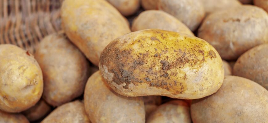 В Талдыкоргане понизили цену на некачественный картофель на 41%