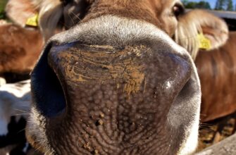 Животноводов Казахстана лишат пяти видов субсидий