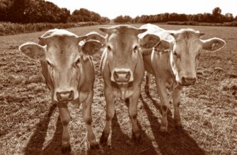 В трех областях РК обнаружили опасные болезни у скота