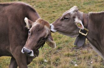 В Уральске запустили свое производство ветпрепаратов против паразитов