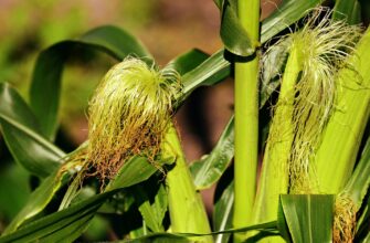 Египет купил у Румынии кукурузу по $339 за тонну