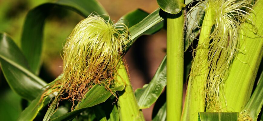 Египет купил у Румынии кукурузу по $339 за тонну