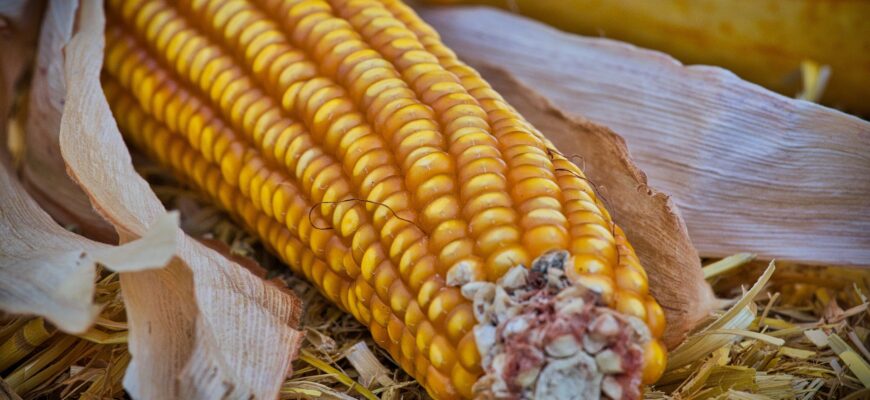 Цена на кукурузу в ЕС рушится под давлением возросшего импорта и низких цен из Украины