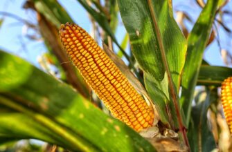 10 ведущих стран в производстве кукурузы