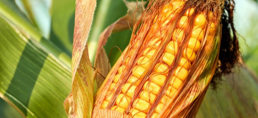 ТОП-10 производителей кукурузы в 2022 году