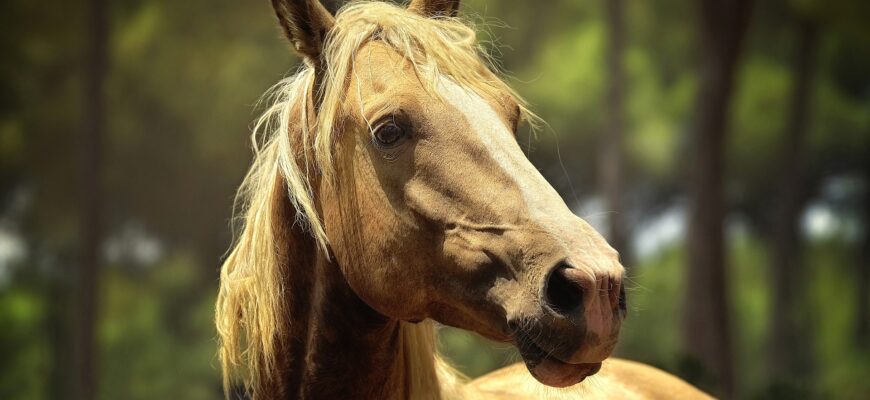 В Мангистау лошади пьют нефтяную воду