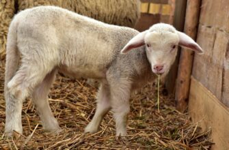 В ВКО проведут масштабную вакцинацию овец из-за оспы
