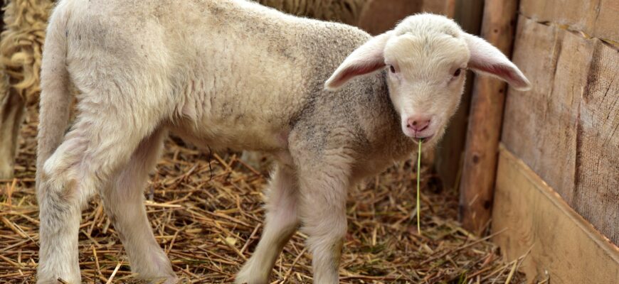 В ВКО проведут масштабную вакцинацию овец из-за оспы