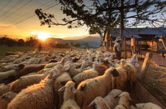 В Аркалыке создадут овцеводческий кластер по австралийскому методу