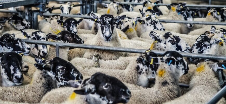 В Австралии зарегистрировали первый в мире пероральный препарат для борьбы со вшами у овец