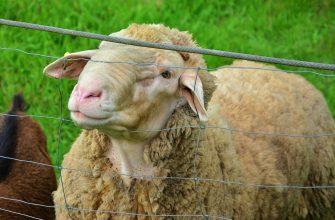 В Актобе итальянцы откроют завод по переработке овечьей шерсти в теплоизоляционный материал за 10 млн евро