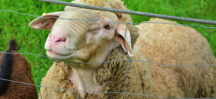 В Актобе итальянцы откроют завод по переработке овечьей шерсти в теплоизоляционный материал за 10 млн евро