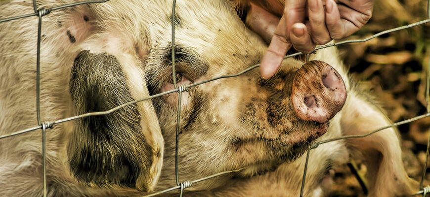 В СКО огласили предварительную причину гибели четверых мужчин на свиноферме