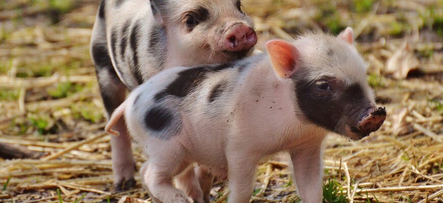 Поголовье свиней в Дании достигло 25-летнего минимума
