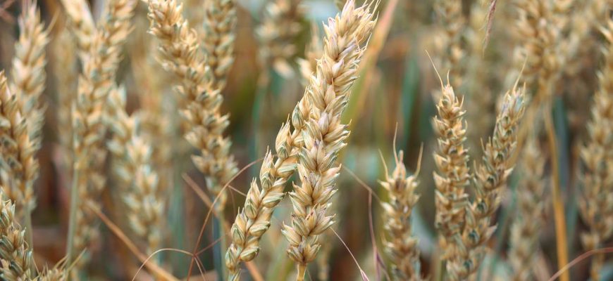 В Казахстане у 85,8% пшеницы выявили высокое качество