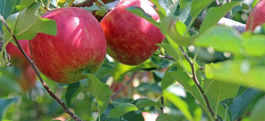 В Жамбылской области турецкий инвестор посадит сад и построит фруктово-упаковочный завод