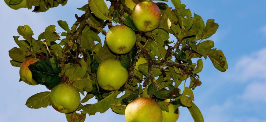 Казахстанские яблоки гниют в садах из-за низкой закупочной цены