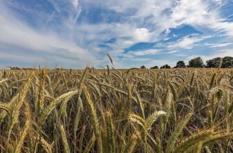 Продкорпорация в Казахстане озвучила закупочную цену на твердую пшеницу