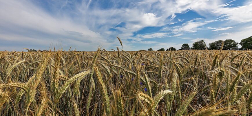 Продкорпорация в Казахстане озвучила закупочную цену на твердую пшеницу