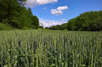 В Зерновом союзе Казахстана предлагают ввести обязательную переработку 70% урожая