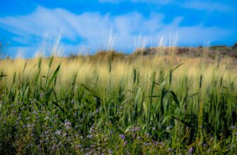 РК увеличил продажи пшеницы за границу на 39%