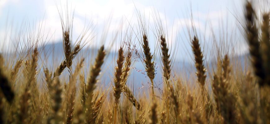 Озимая пшеница в США находится на самом худшем состоянии за 27 лет