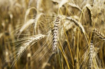 До конца года Казахстан с Узбекистаном совместно реализуют проект, связанный с выращиванием зерна и кормов