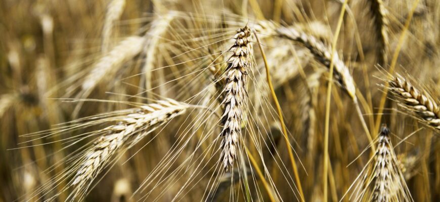В Костанайской области качество зерна будет самым низким со времен Советского Союза
