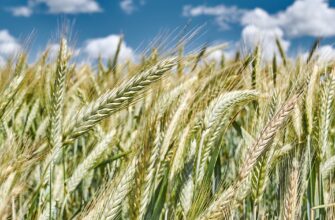 Пшеница в Казахстане подорожает в течение 10 дней