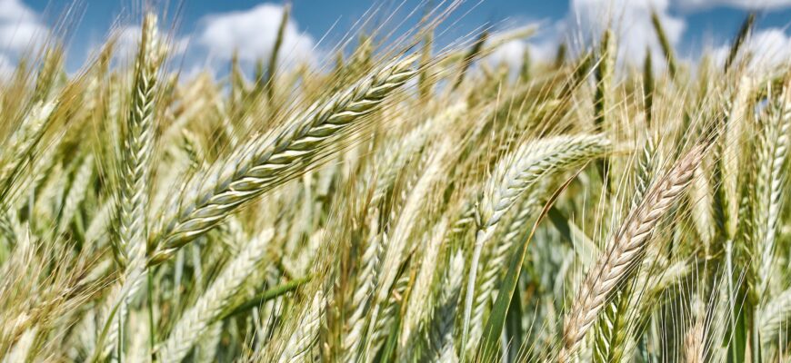 Пшеница в Казахстане подорожает в течение 10 дней