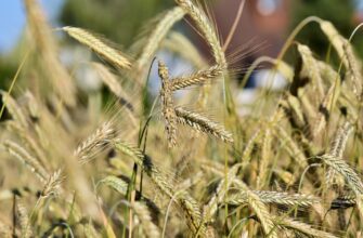 Зернопроизводители РК обанкротятся из-за провала зерновой сделки