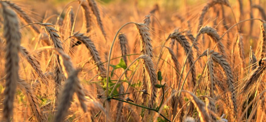 Перспективы ценового развития зерновых рынков