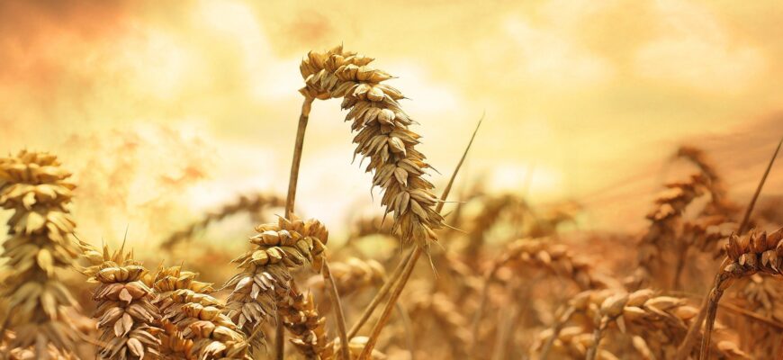 Пшеница подешевела на аукционе в Тунисе