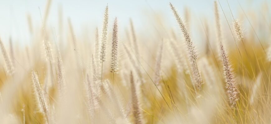 В 2023 году в Казахстане намолотят свыше 21 млн тонн зерна