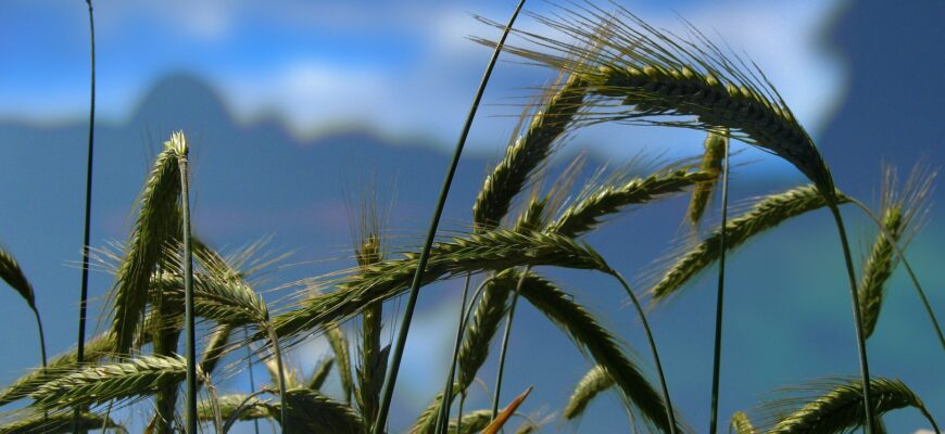 В РФ вывели уникальную фиолетовую пшеницу