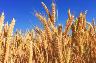 Пшеница в мире подешевела до значений апреля 2021 года