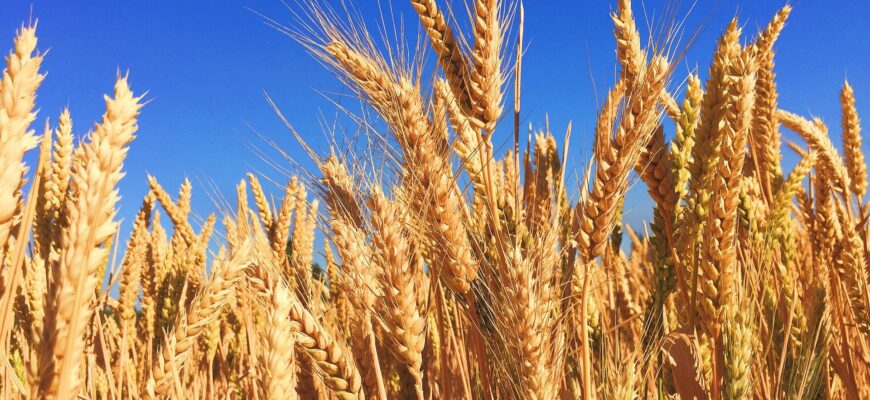 Пшеница в мире подешевела до значений апреля 2021 года