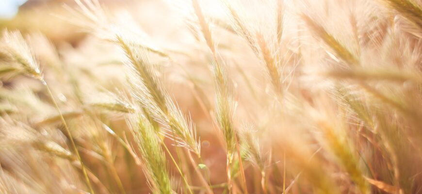 Казахстан увеличил экспорт пшеницы в Иран на 58,2%