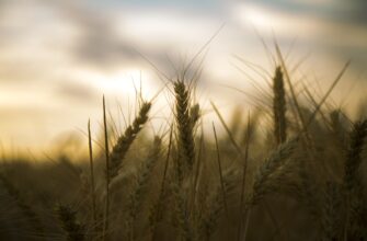 Из-за конкуренции с РФ казахстанская пшеница подешевеет еще на 5%