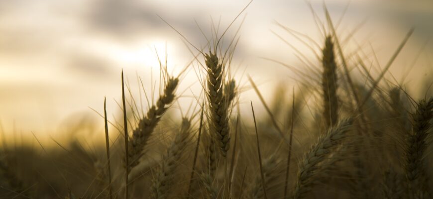 Из-за конкуренции с РФ казахстанская пшеница подешевеет еще на 5%