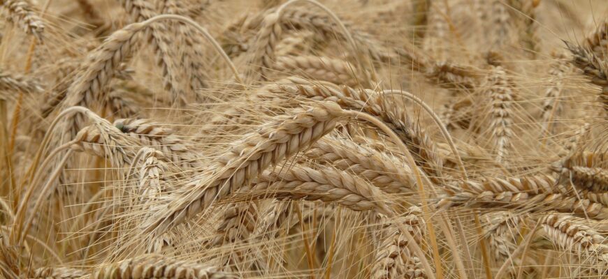 У египтян будут закупать пшеницу с 40% надбавкой
