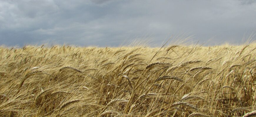Казахстан увеличил экспорт льна, пшеницы, масла и бобовых овощей в Турцию