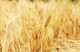 Тунис купил 75 тысяч тонн мягкой пшеницы по $308,63 за тонну