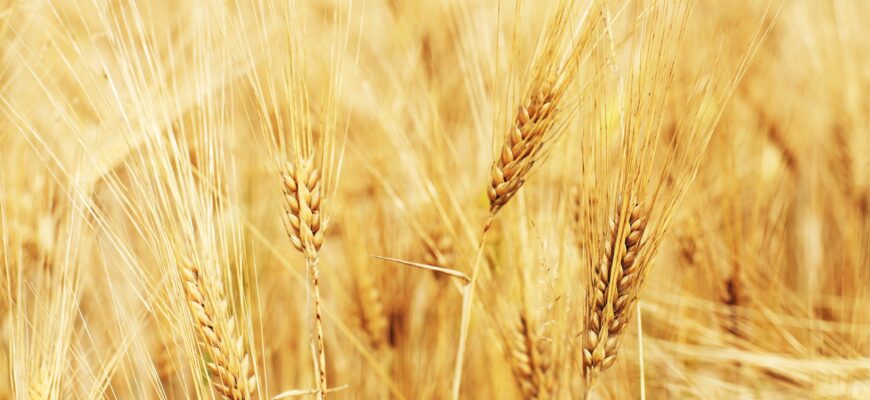 Пшеница в Чикаго резко обрушилась вниз