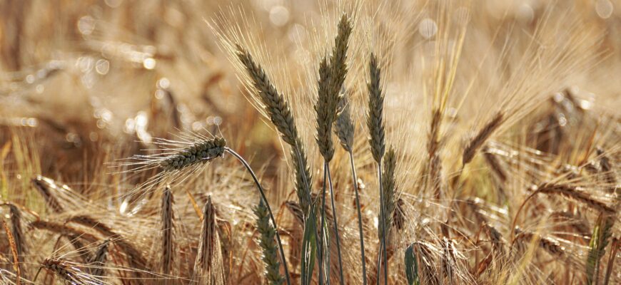 Прогноз производства пшеницы в Аргентине опять снизили